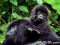 Image of The Week: Rwanda – Gorilla Mother and Baby