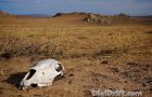 Image of The Week: Mongolia – Death on The Steppe