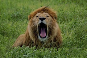 Lion of the Serengeti