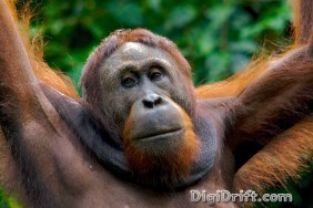 Malaysia - Borneo - Orangutan of Sepilok