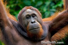 Malaysia - Borneo - Orangutan of Sepilok