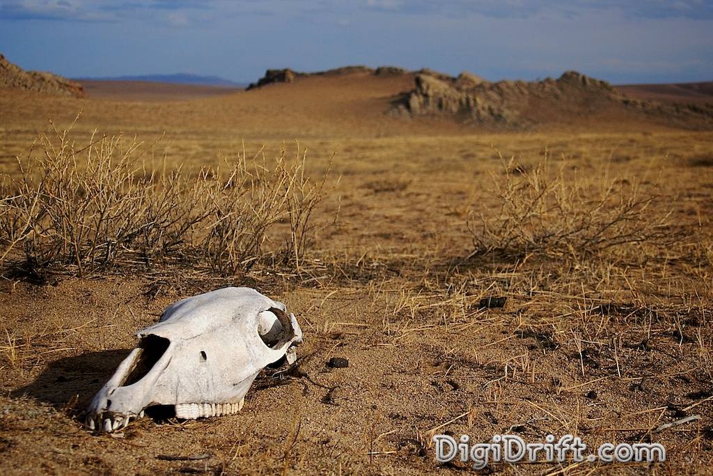 Mongolia - Death on The Steppe