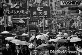 Shanghai Street Scene